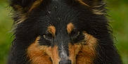 Jenny Lee participe au concours pour gagner de l'argent avec cette photo : animal, background_blur, black_fur, brown_fur, canine, close_up, cute, dog, ears, face, fluffy, fur, furry, looking, muzzle, nature, outdoor, pet, portrait, snout