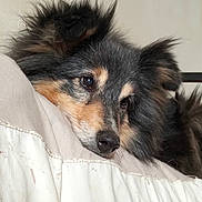 Jenny Lee a rejoint le concours — aidez-le/la à gagner de superbes lots ! dog, resting, fluffy, pillow, indoor, closeup, fur, black, tan, pet, cute, sleepy, face, ears, animal, companion, cozy, relaxed, bed, domestic