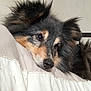 dog, resting, fluffy, pillow, indoor, closeup, fur, black, tan, pet, cute, sleepy, face, ears, animal, companion, cozy, relaxed, bed, domestic
