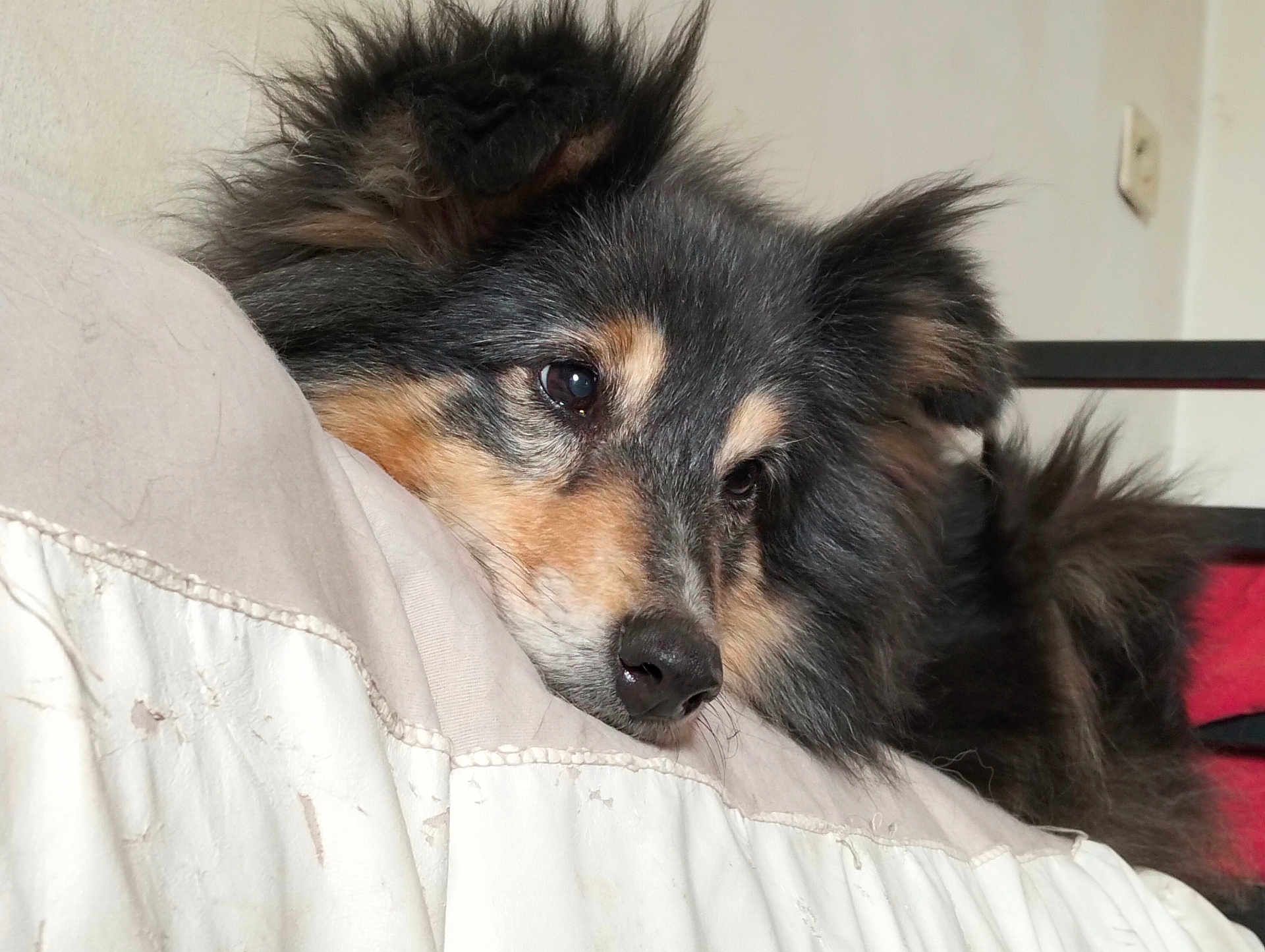 Jenny Lee a rejoint le concours — aidez-le/la à gagner de superbes lots ! dog, resting, fluffy, pillow, indoor, closeup, fur, black, tan, pet, cute, sleepy, face, ears, animal, companion, cozy, relaxed, bed, domestic