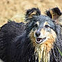 Jenny Lee participe au concours pour gagner de l'argent avec cette photo : animal, background_blur, black, brown, canine, closeup, curly_fur, dog, ears, friendly, fur, grass, happy, mammal, nature, outdoor, pet, portrait, smiling, wet
