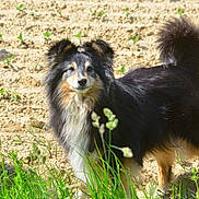 Jenny Lee participe au concours pour gagner de l'argent avec cette photo : alert, animal, black, canine, companion, dog, ears, field, fur, grass, mammal, nature, outdoor, pet, plants, portrait, standing, sunlight, tail, tan