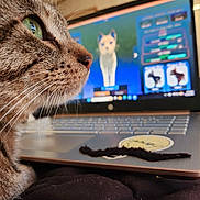 Rogue joined the competition — help win amazing prizes! cat, tabby, close_up, profile, green_eye, whiskers, laptop, keyboard, screen, digital_dog, game, indoor, cozy, fur, pet, technology, reflection, focus, curious, soft_light