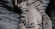Rogue joined the competition — help win amazing prizes! kitten, sleeping, tabby, cat, pet, fur, whiskers, paw, blanket, texture, cozy, striped, cute, resting, domestic_animal, animal, young, feline, soft, relaxed