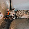 Rogue is registered to the contest to win money with this photo: cat, tabby_cat, sleeping, leather_seat, car_interior, seatbelt_buckle, resting, feline, striped_fur, relaxed, pet, animal, domestic_cat, cozy, napping, indoor, closeup, side_view, fur, whiskers