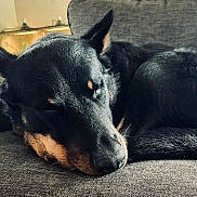 Mowgli is registered to the contest to win money with this photo: dog, black_dog, tan_markings, sleeping, resting, couch, indoor, pet, animal, canine, fur, ears, snout, close_up, relaxation, comfort, companion, domestic, cozy, quiet