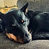 dog, black_dog, tan_markings, sleeping, resting, couch, indoor, pet, animal, canine, fur, ears, snout, close_up, relaxation, comfort, companion, domestic, cozy, quiet