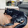 dog, black_dog, lying_down, floor, wooden_floor, living_room, sofa, chair, table, interior, resting, pet, home, quiet, relaxed, canine, domestic_animal, furniture, daylight, indoors