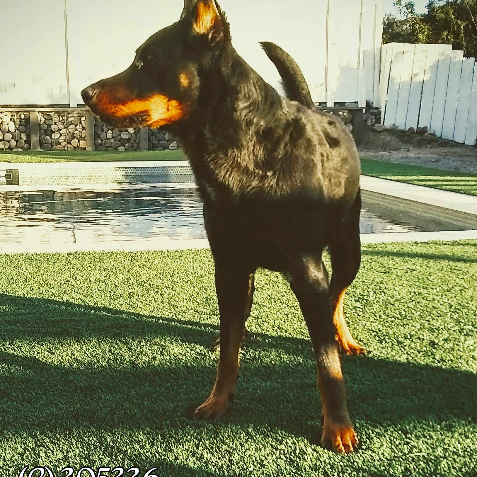 Mowgli