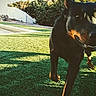 dog, black_dog, grass, outdoor, yard, fence, bushes, sunlight, playful, walking, pet, animal, canine, nature, daytime, shadow, background, curious, lawn, garden