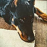 dog, doberman, lying_down, wooden_floor, rug, pet, animal, ears, black_and_tan, canine, flooring, domestic_animal, resting, close_up, indoors, companion, fur, portrait, expression, cute