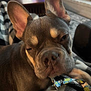 Mr Leroy Brown is registered to the contest to win money with this photo: dog, close_up, ears, collar, blanket, indoor, pet, sleepy, relaxed, brown_fur, patterned, animal, cute, companion, paw_prints, bones, furniture, cozy, lying_down, soft_light