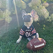 Tater is registered to the contest to win money with this photo: dog, french_bulldog, football, sports_jersey, grass, flower_bush, hydrangea, sunlight, outdoor, pet, animal, canine, playing, nature, summer, greenery, cute, portrait, jersey, sunflare