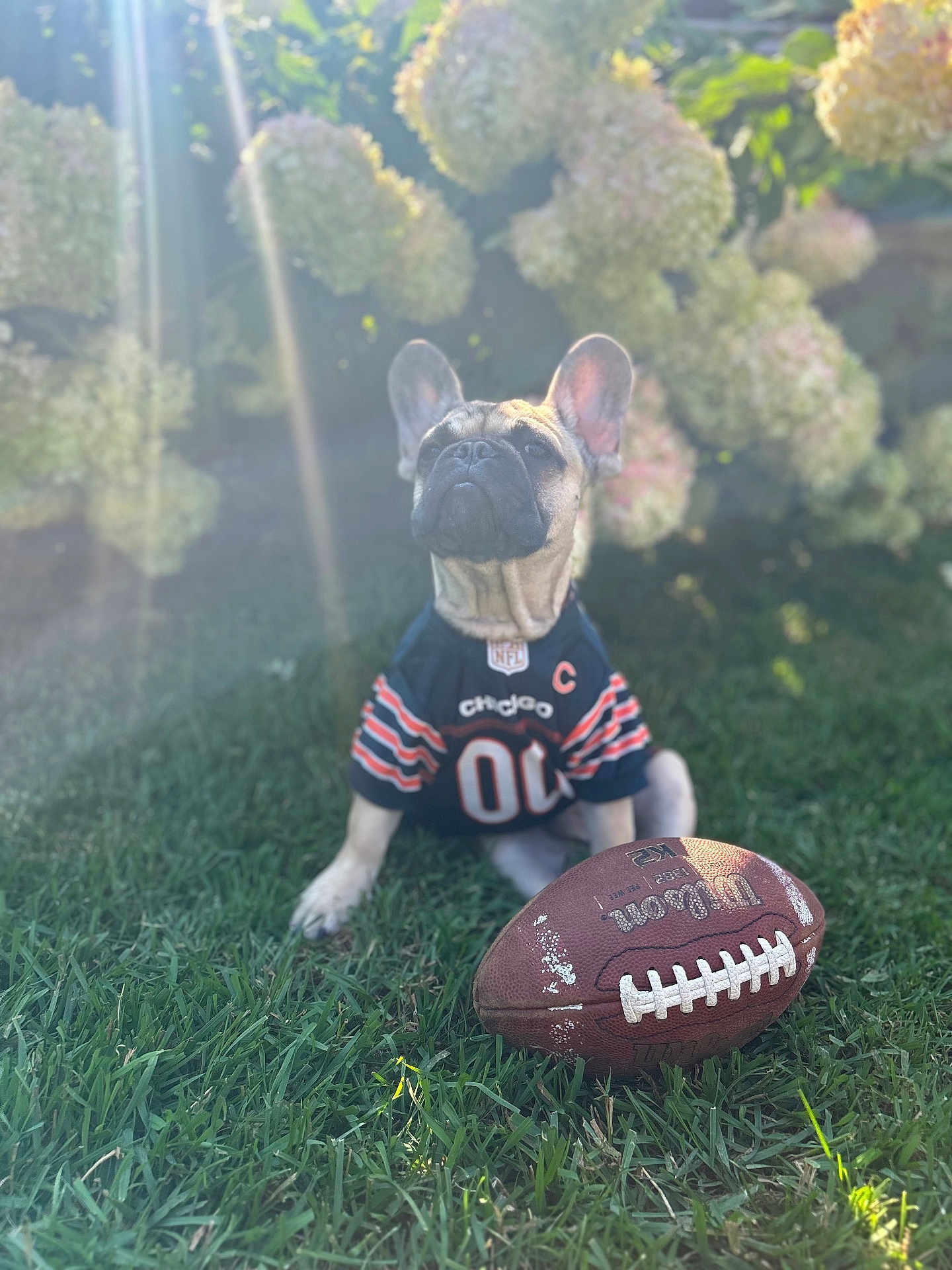 Tater is registered to the contest to win money with this photo: dog, french_bulldog, football, sports_jersey, grass, flower_bush, hydrangea, sunlight, outdoor, pet, animal, canine, playing, nature, summer, greenery, cute, portrait, jersey, sunflare