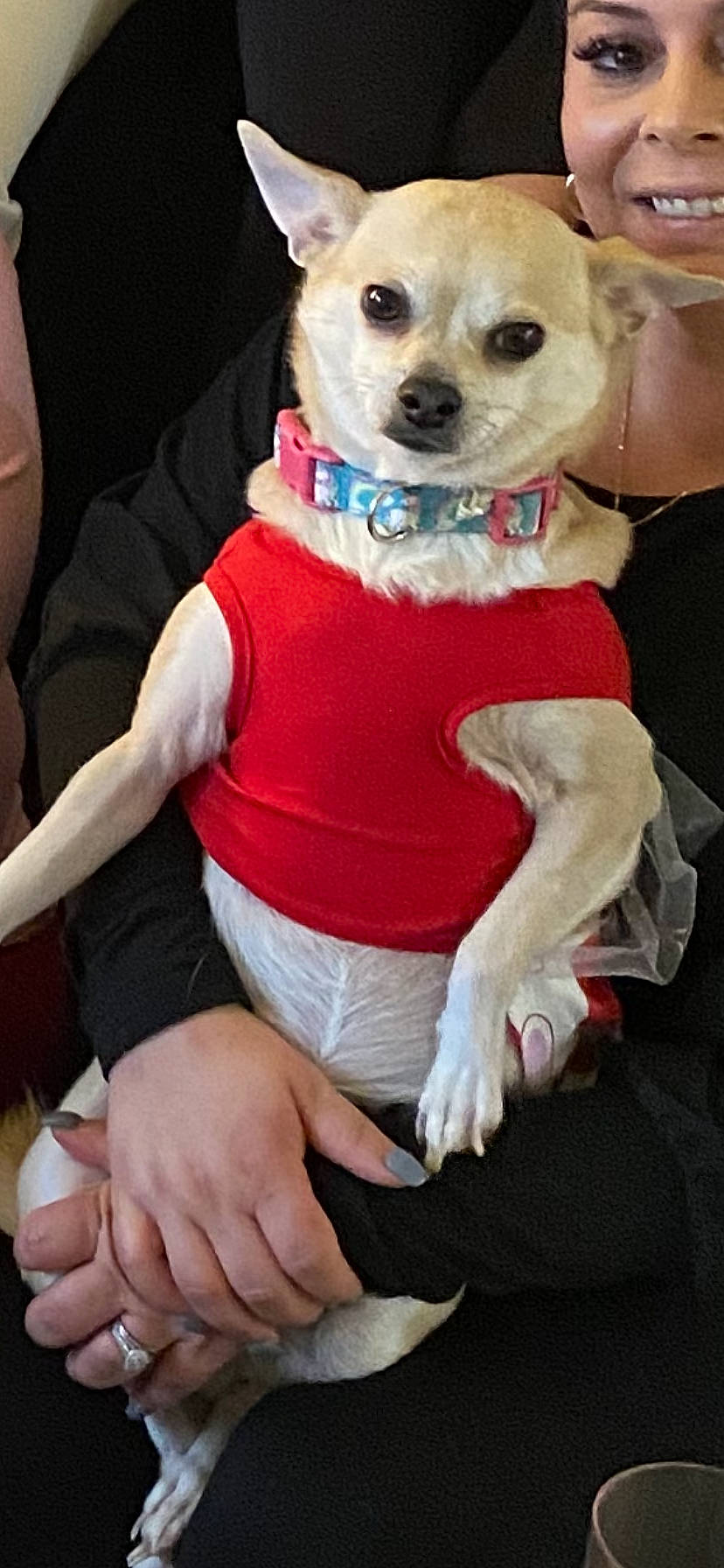 Bailey is registered to the contest to win money with this photo: carnivore, chair, chihuahua, collar, companion_dog, dog, dog_breed, dog_clothes, dog_collar, dog_supply, fashion_accessory, fawn, fur, pet_supply, pink, sleeve, snout, sunglasses, toy_dog, working_animal