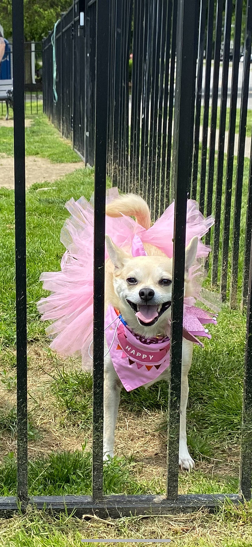 Bailey joined the competition — help win amazing prizes! canidae, carnivore, companion_dog, dog, dog_breed, dog_clothes, dog_supply, fawn, fence, garden, grass, magenta, pet_supply, pink, plant, snout, sporting_group, tail, toy_dog, working_animal