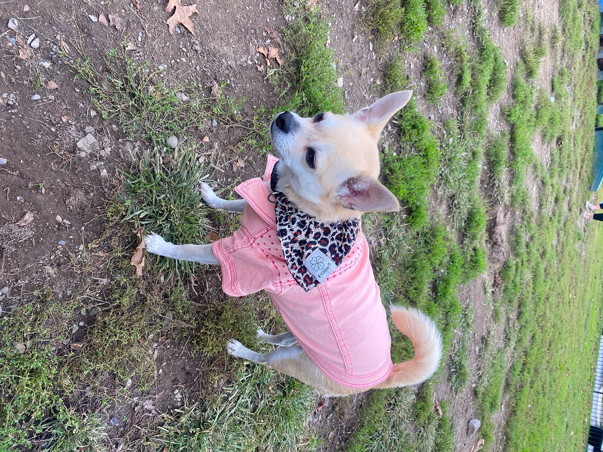 Bailey joined the competition — help win amazing prizes! canidae, carnivore, companion_dog, dog, dog_breed, dog_clothes, dog_supply, fashion_accessory, fawn, felidae, grass, leash, leisure, plant, recreation, snout, sporting_group, tail, terrier, toy_dog