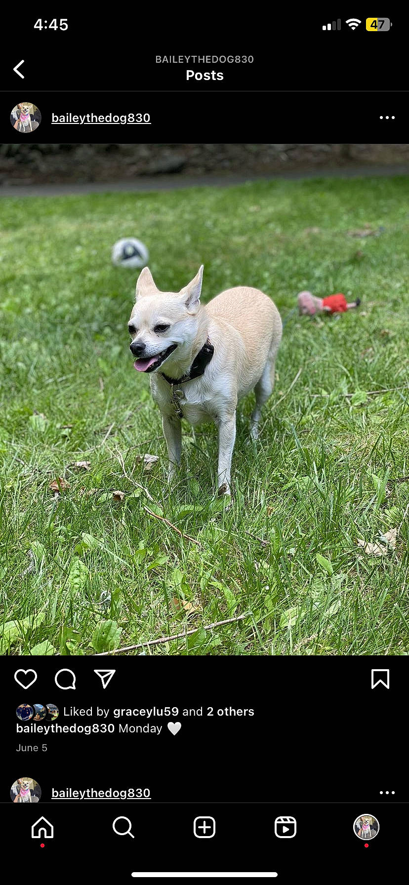 Bailey joined the competition — help win amazing prizes! canidae, carnivore, companion_dog, dog, dog_breed, font, grass, grass_family, grassland, groundcover, lawn, non_sporting_group, photo_caption, plant, sporting_group, tail, terrestrial_animal, terrestrial_plant, wildlife, working_animal