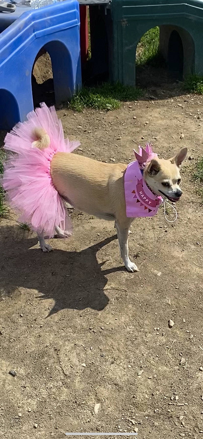 Bailey joined the competition — help win amazing prizes! carnivore, collar, companion_dog, dog, dog_breed, dog_clothes, dog_collar, dog_supply, fashion_accessory, fawn, grass, leash, magenta, party_hat, pet_supply, pink, sporting_group, tail, toy_dog, working_animal