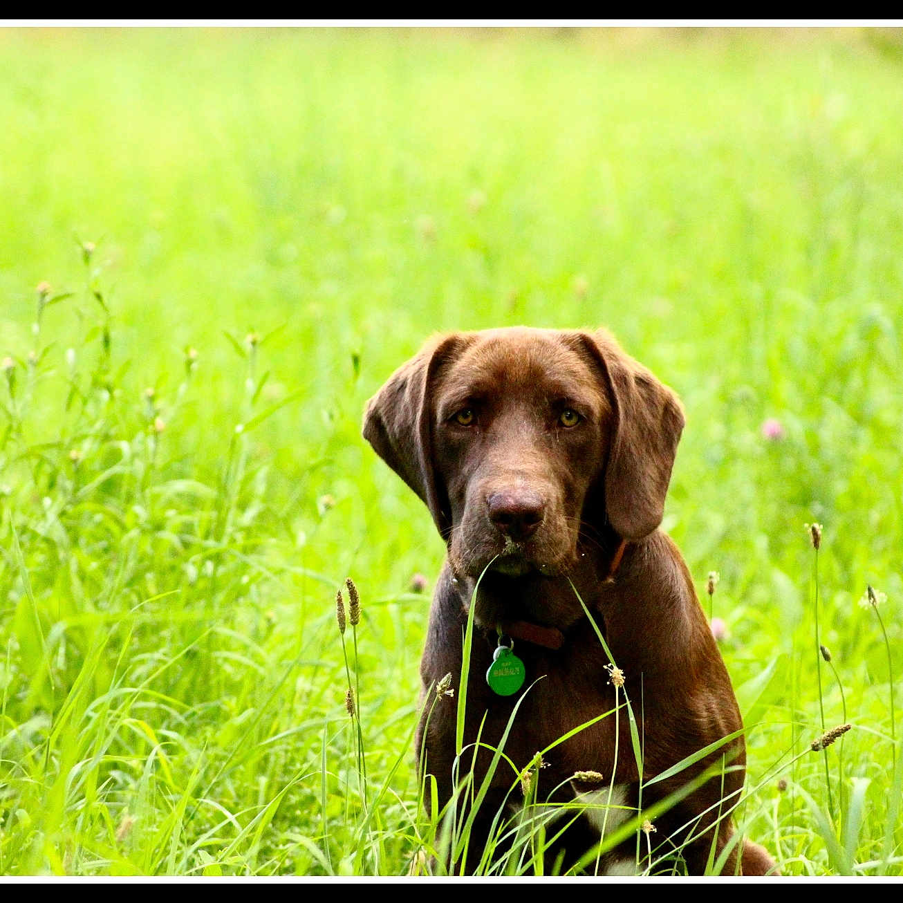 Nap participe au concours pour gagner de l'argent avec cette photo : animal, bulldog, canine, countryside, dog, field, grass, grassland, hound, labradorretriever, lawn, meadow, nature, outdoors, pet, plant, pointer, puppy, rural