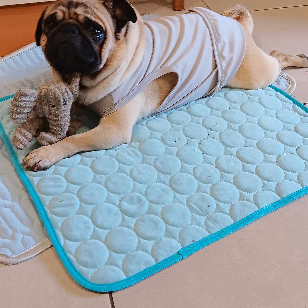 Simba participe au concours pour gagner de l'argent avec cette photo : animal, bag, chair, cozy, cute, dog, elephant_toy, floor, home, indoor, lying_down, paw, pet, plush_toys, pug, quilted_mat, relaxed, stuffed_toy, tile_floor, white_vest