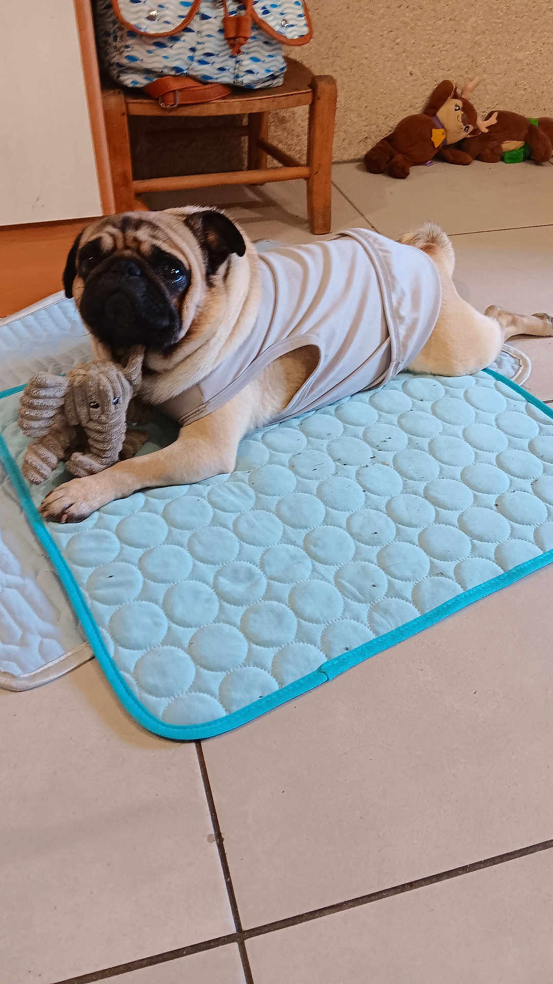 Simba participe au concours pour gagner de l'argent avec cette photo : pug, dog, pet, indoor, quilted_mat, stuffed_toy, elephant_toy, white_vest, tile_floor, chair, bag, plush_toys, animal, cute, lying_down, paw, floor, cozy, home, relaxed