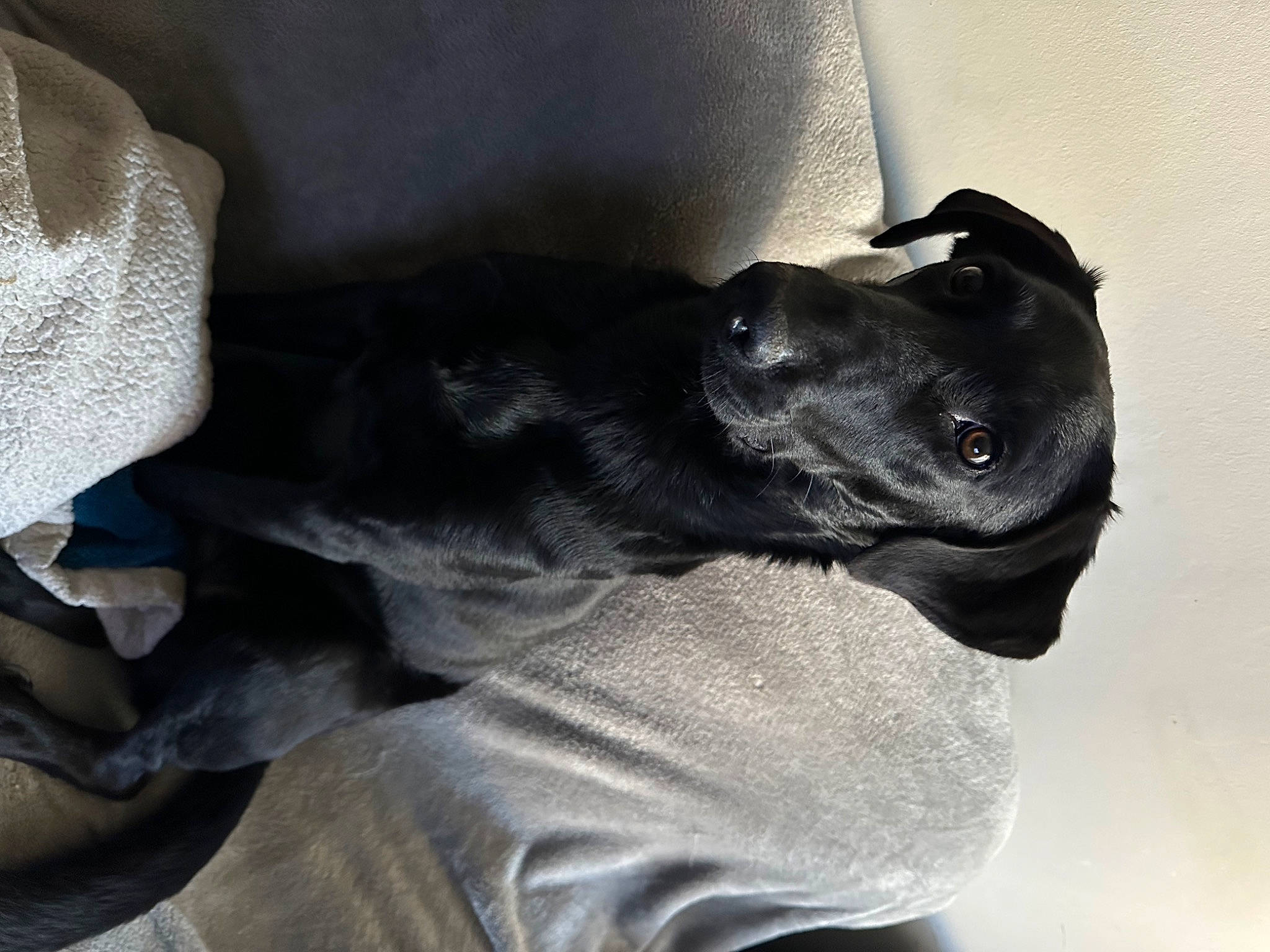 Raya participe au concours pour gagner de l'argent avec cette photo : borador, canidae, carnivore, comfort, companion_dog, dog, dog_breed, elbow, fur, gesture, grey, guard_dog, non_sporting_group, puppy, sitting, sleeve, snout, sporting_group, whiskers, working_animal