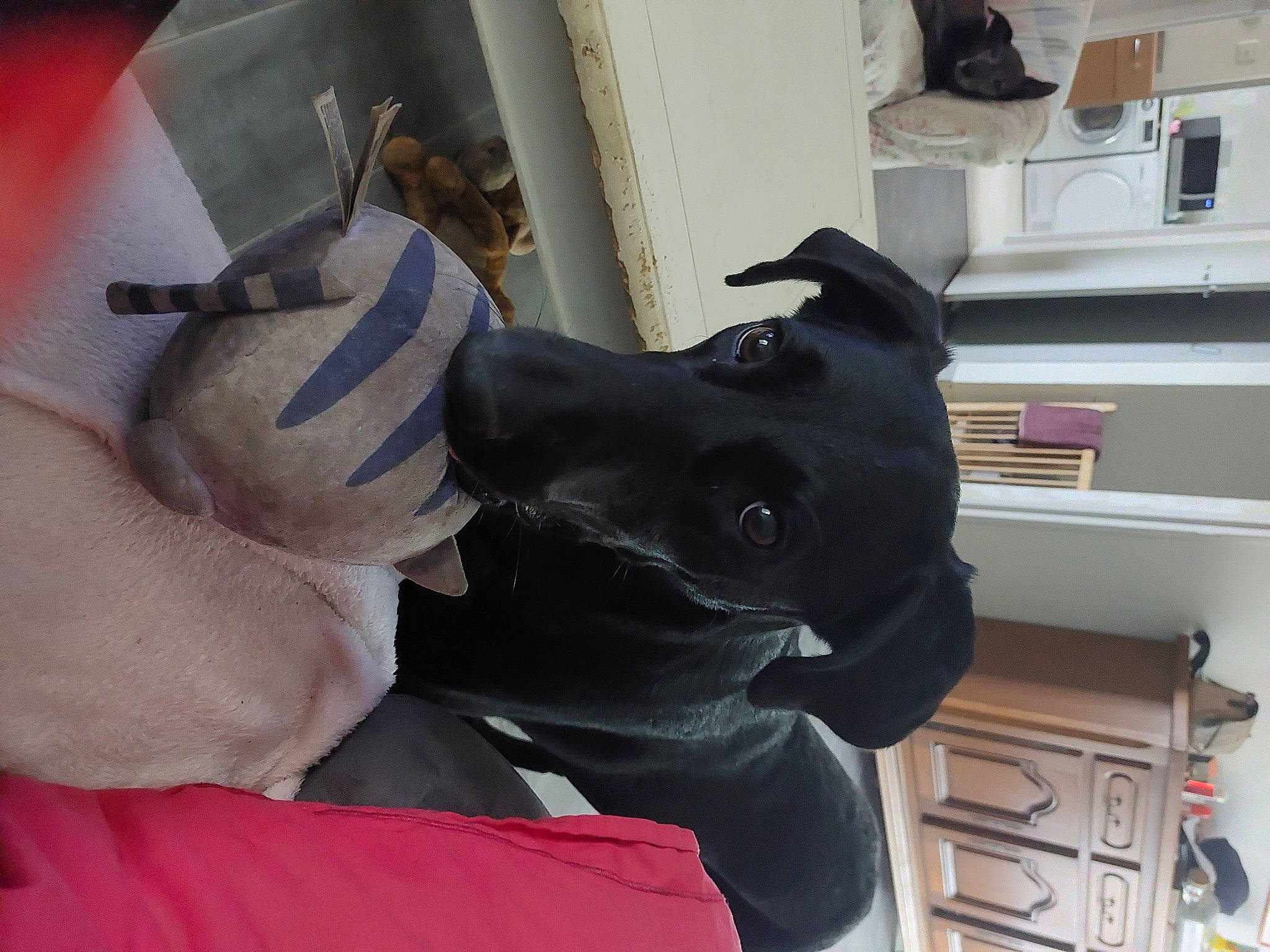 Raya participe au concours pour gagner de l'argent avec cette photo : canidae, carmine, carnivore, collar, comfort, companion_dog, dog, dog_breed, dog_collar, ear, fawn, fur, gesture, guard_dog, personal_protective_equipment, shelf, snout, sporting_group, whiskers, working_animal