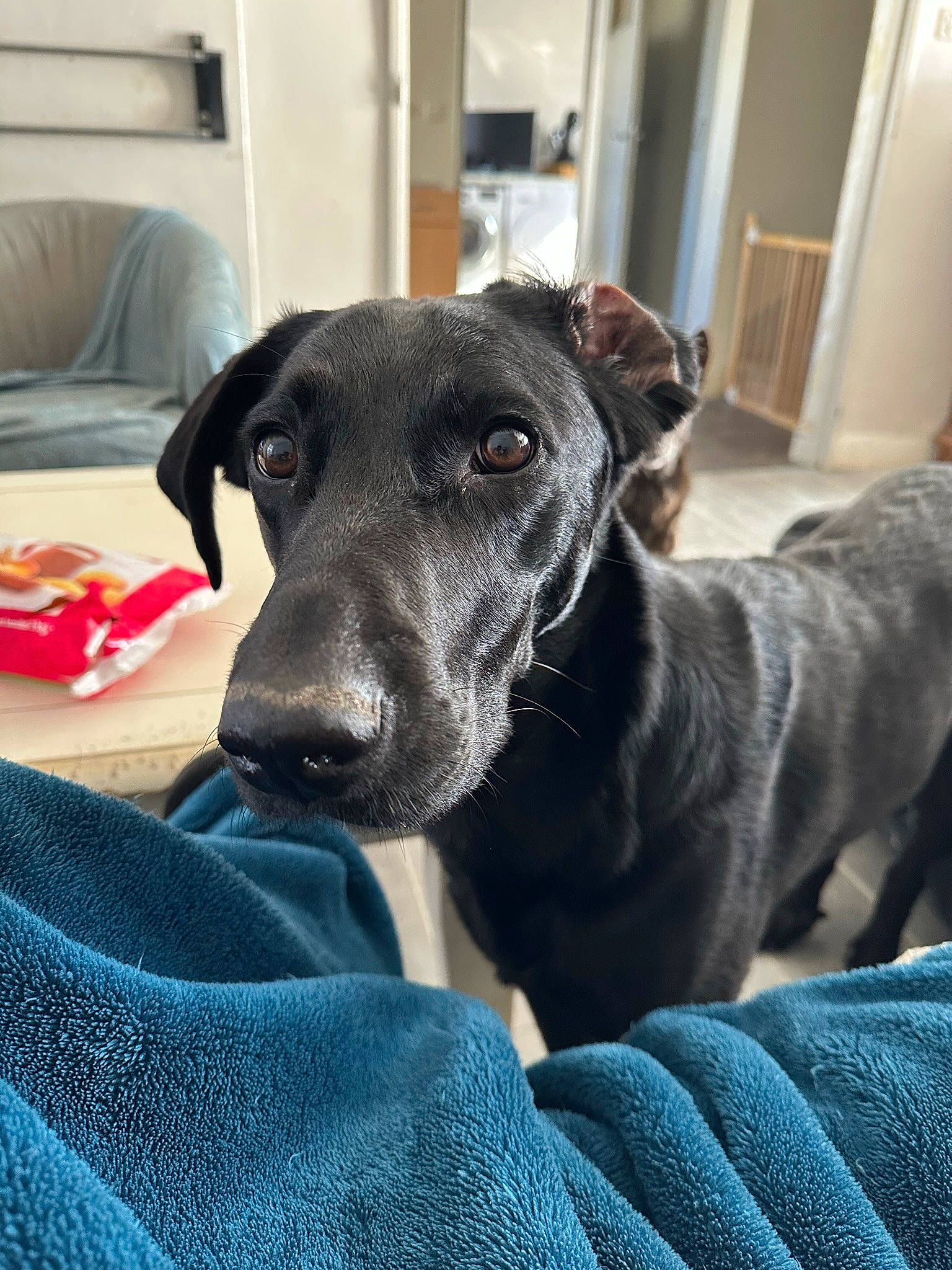 Raya participe au concours pour gagner de l'argent avec cette photo : canidae, carnivore, chair, collar, comfort, companion_dog, couch, dog, dog_breed, door, fawn, fur, furniture, guard_dog, sighthound, snout, sporting_group, terrestrial_animal, whiskers, working_animal