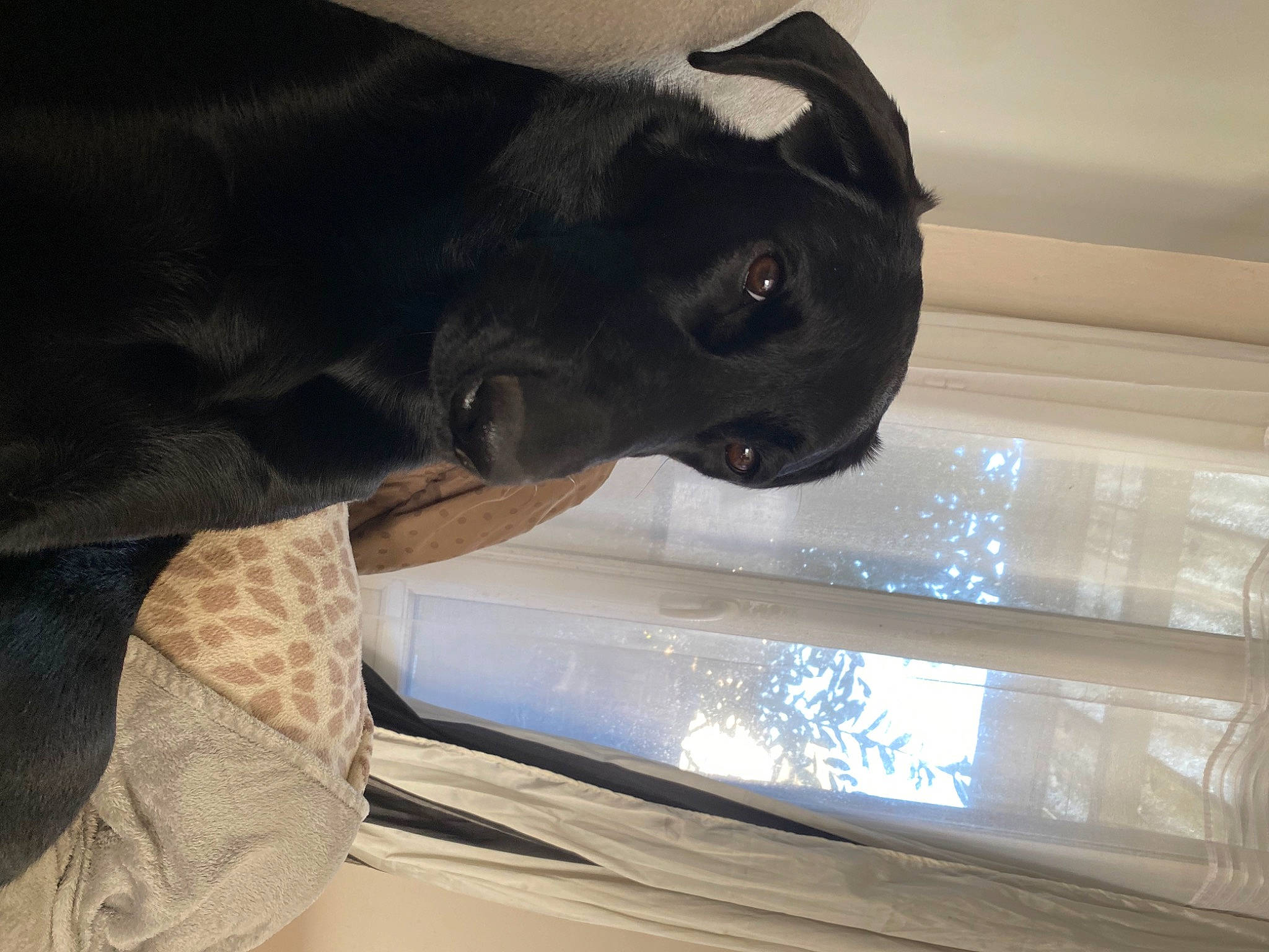 Raya participe au concours pour gagner de l'argent avec cette photo : auto_part, automotive_exterior, automotive_window_part, canidae, carnivore, comfort, companion_dog, dog, dog_breed, fawn, snout, sporting_group, tail, tints_and_shades, vehicle_door, whiskers, window, windshield, wood, working_animal