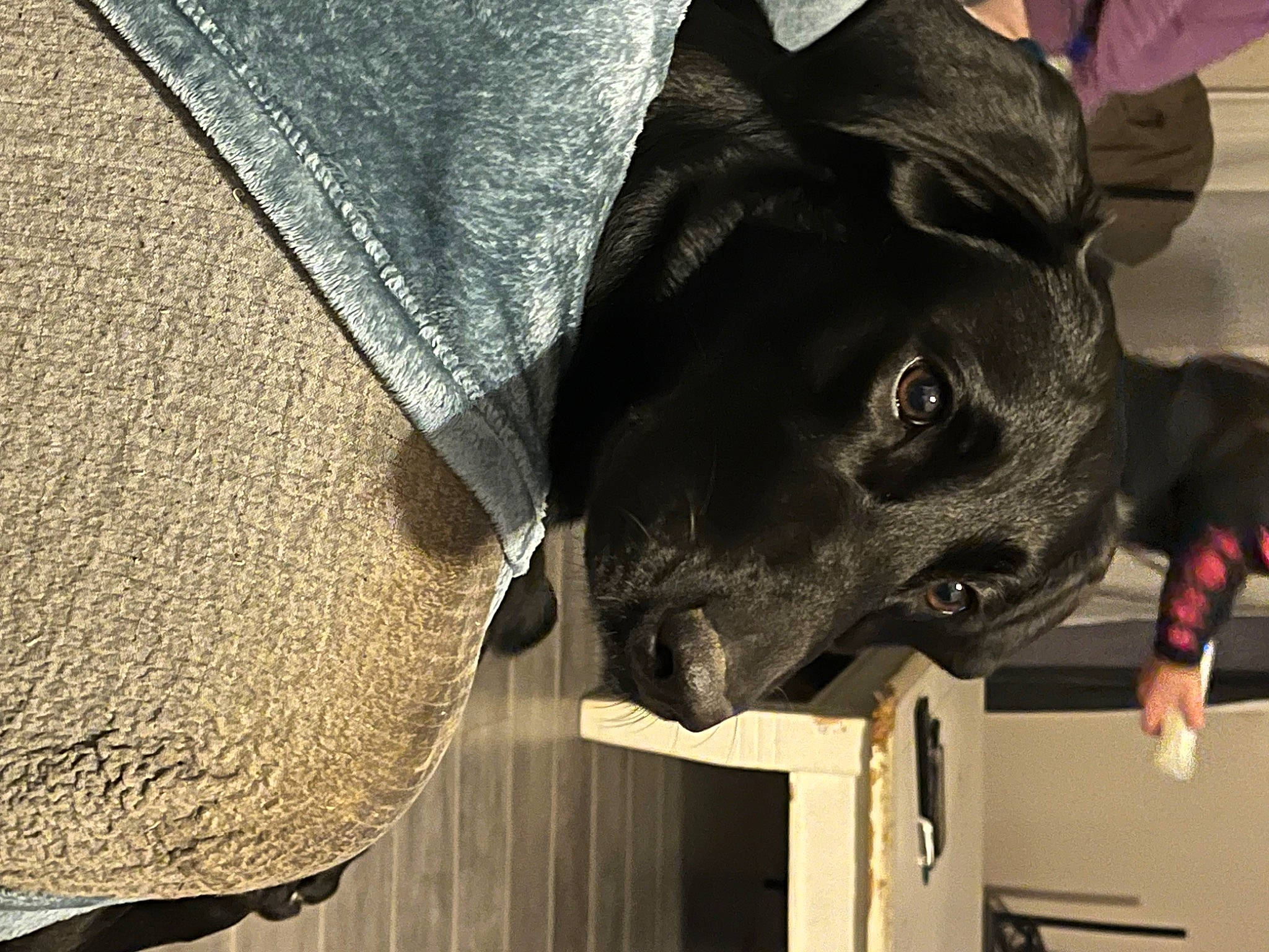 Raya participe au concours pour gagner de l'argent avec cette photo : canidae, carnivore, collar, companion_dog, dog, dog_breed, dog_collar, fashion_accessory, fawn, fur, grey, guard_dog, hat, personal_protective_equipment, sleeve, snout, sporting_group, whiskers, working_animal