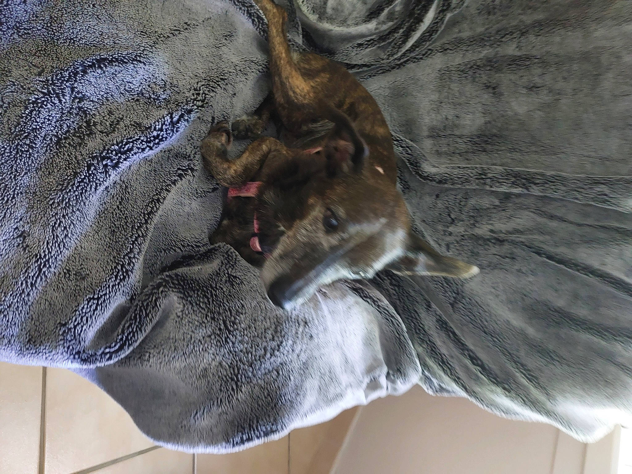 Evrine a rejoint le concours — aidez-le/la à gagner de superbes lots ! bat, camouflage, denim, fur, glove, grey, hat, hide, jaw, military_camouflage, pattern, sleeve, snout, tail, terrestrial_animal, trunk, wood, wool, working_animal, woven_fabric