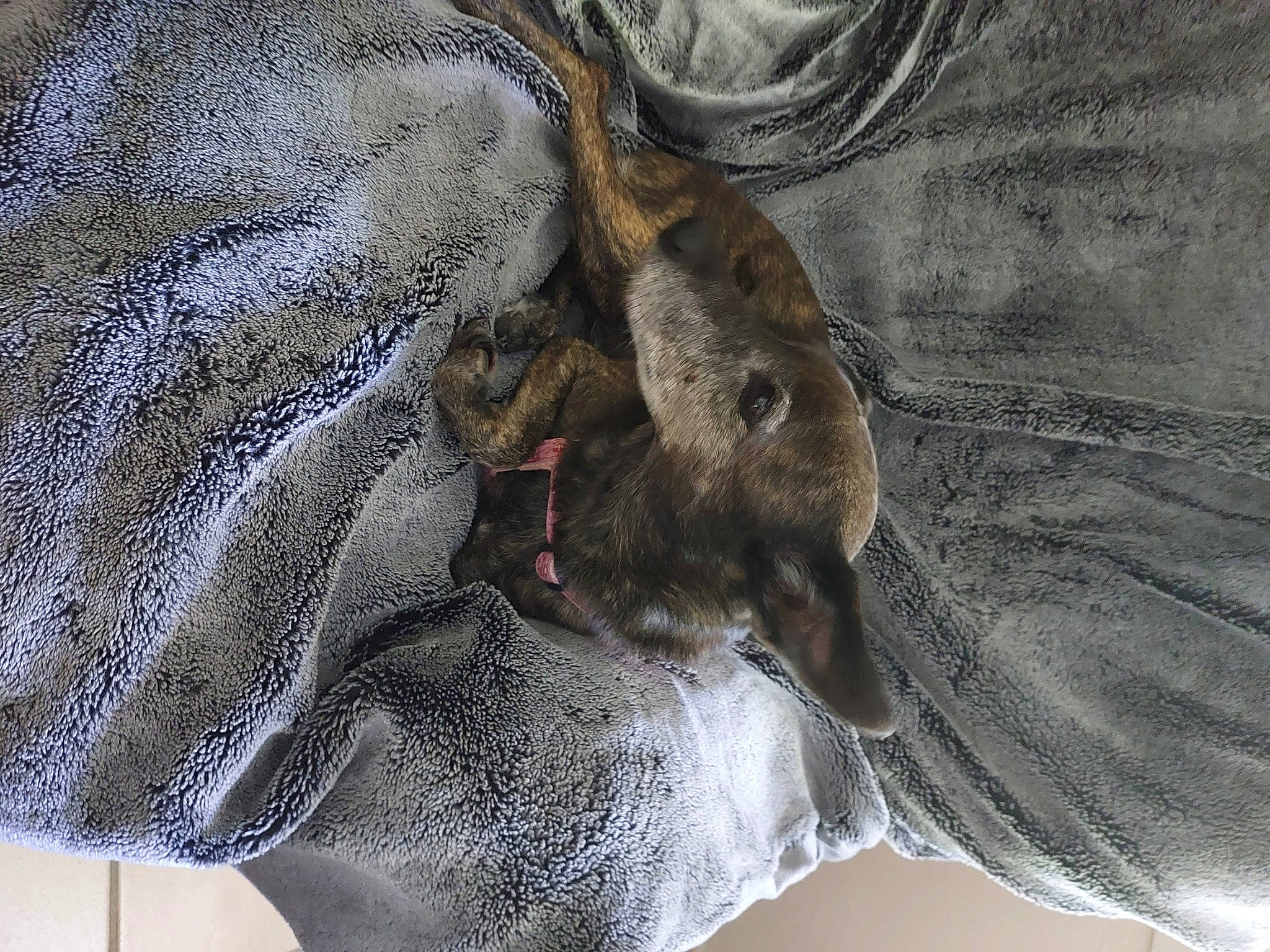 Evrine participe au concours pour gagner de l'argent avec cette photo : bat, fur, grey, hide, pattern, sleeve, terrestrial_animal, wildlife, wood, working_animal, woven_fabric