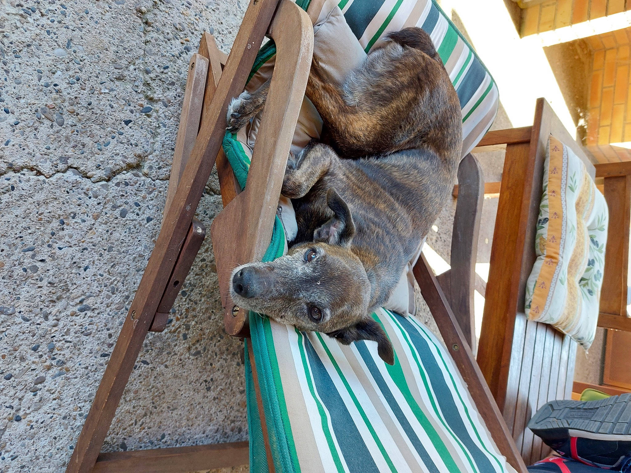 Evrine participe au concours pour gagner de l'argent avec cette photo : art, fur, hardwood, koala, metal, natural_material, sculpture, sporting_group, tail, terrestrial_animal, trunk, wildlife, wood