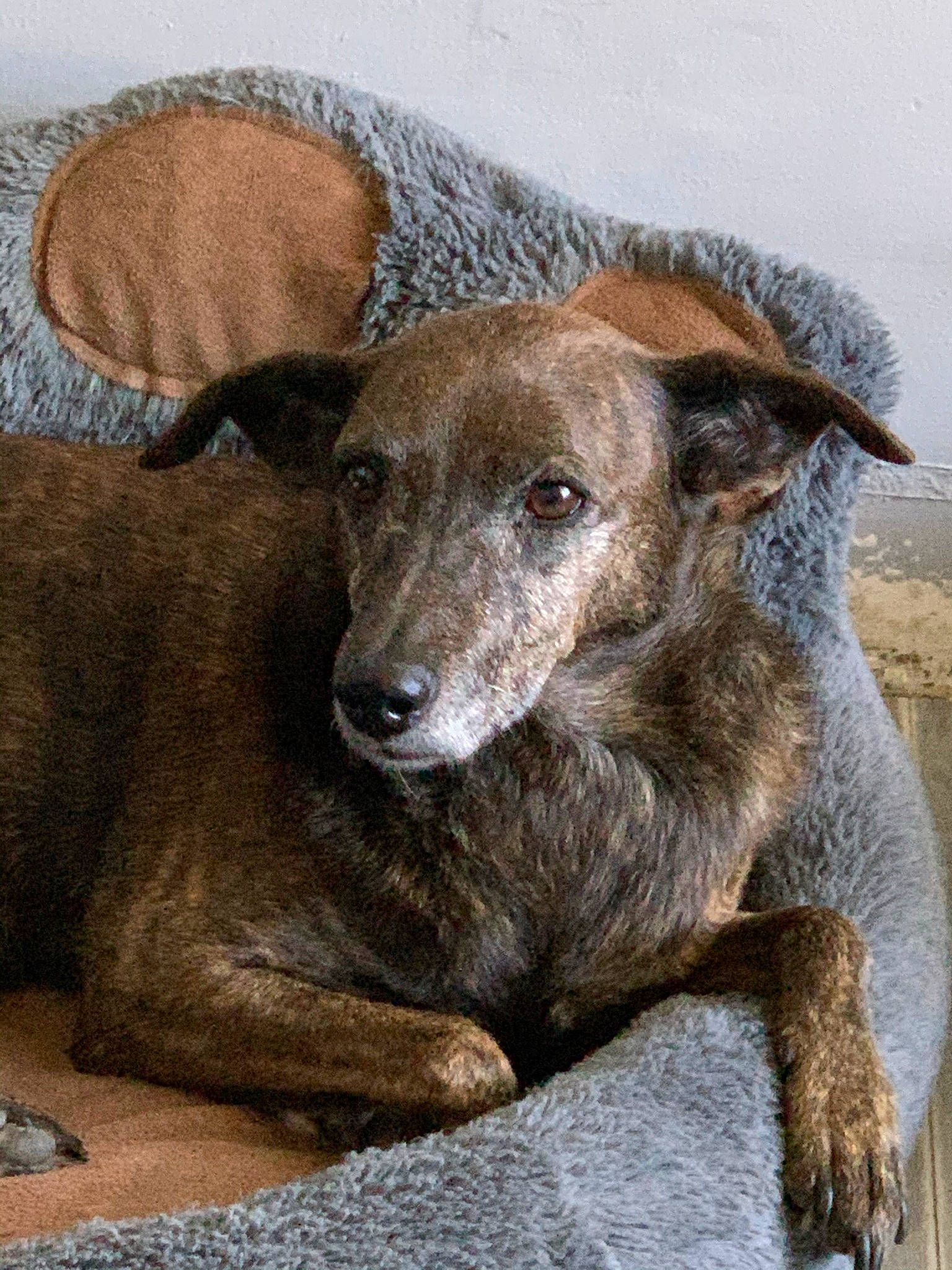 Evrine participe au concours pour gagner de l'argent avec cette photo : canidae, carnivore, companion_dog, dog, dog_breed, dogo_sardesco, eye, fawn, liver, snout, sporting_group, street_dog, terrestrial_animal, whiskers, working_animal