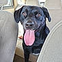 dog, black_dog, tongue_out, car_interior, backseat, pet, animal, happy, canine, looking, ears, nose, mouth, fur, seat, window, daylight, closeup, inside_car, smiling