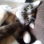 Janis is registered to the contest to win money with this photo: cat, indoor, carpet, furniture, pet, close_up, paw, curious, wide_eyes, lying_down, tabby, whiskers, relaxed, animal, cute, feline, soft, cozy, domestic, playful