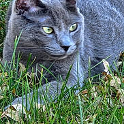 Willie is registered to the contest to win money with this photo: cat, gray_cat, grass, outdoor, animal, pet, nature, leaves, green_eyes, feline, close_up, mammal, wildlife, resting, lying_down, alert, ears, whiskers, fur, daylight
