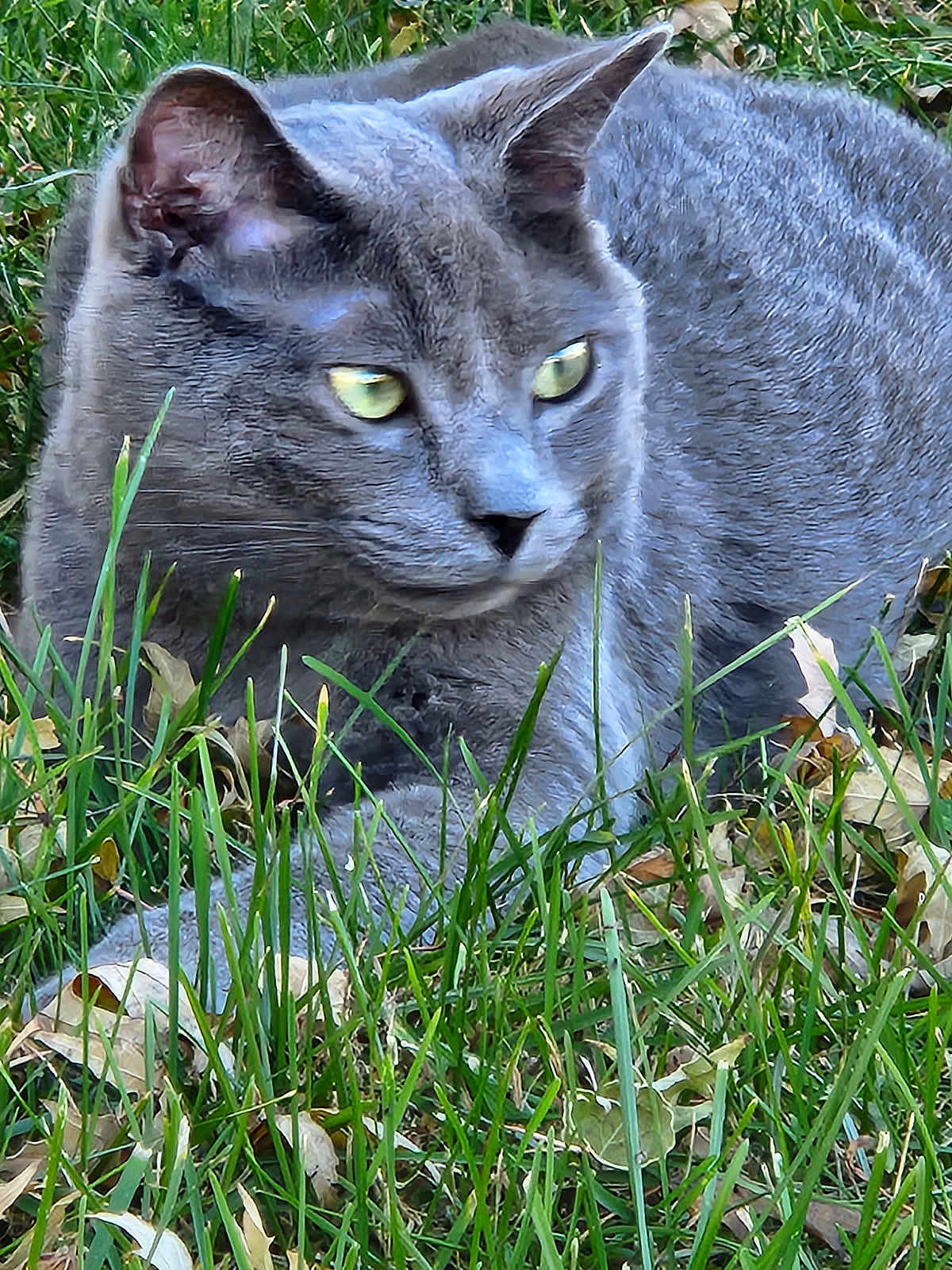 Willie