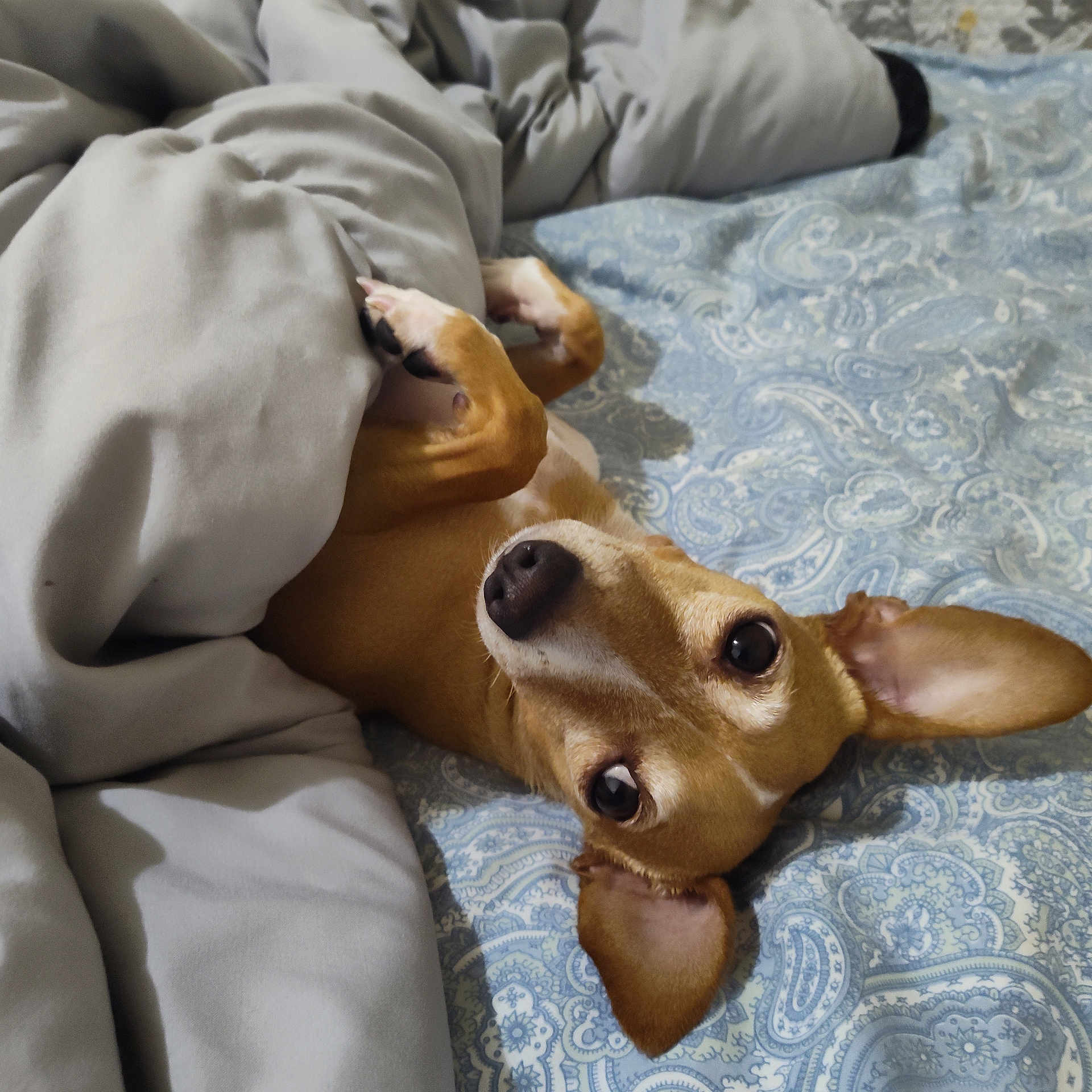 Hanna Belle joined the competition — help win amazing prizes! dog, small_dog, chihuahua, pet, bed, blanket, bedding, comforter, paw, ear, eye, nose, lying_down, cozy, indoor, portrait, cute, patterned_sheet, looking_up, sleepy