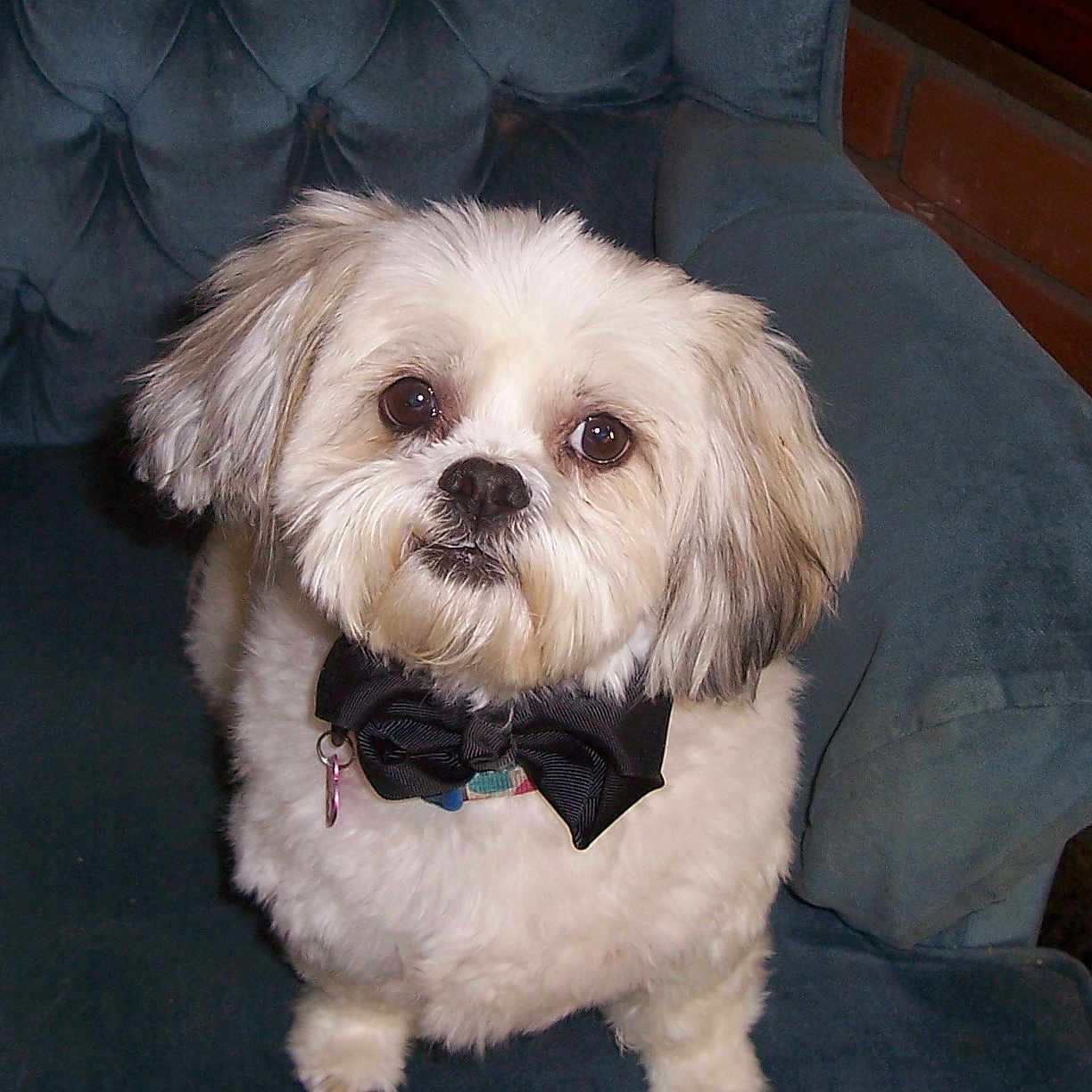 Charlie joined the competition — help win amazing prizes! animal, bow_tie, collar, couch, cozy, cute, dog, ears, face, fluffy, fur, furry, house, indoor, looking_up, pet, portrait, sitting, small_dog, white