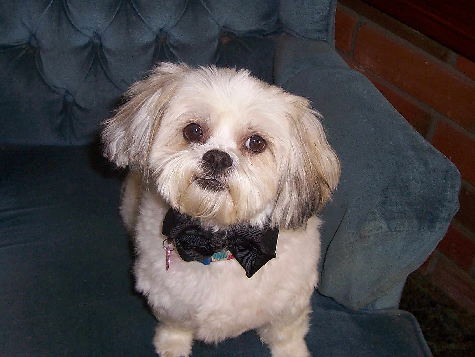 Charlie joined the competition — help win amazing prizes! animal, bow_tie, collar, couch, cozy, cute, dog, ears, face, fluffy, fur, furry, house, indoor, looking_up, pet, portrait, sitting, small_dog, white