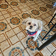 Charlie is registered to the contest to win money with this photo: animal, bandana, black_chair_leg, canine, companion, curious, cute, dog, domestic, floor, fur, household, indoor, looking_up, patriotic, patterned_floor, pet, small_dog, standing, tile_floor