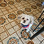 animal, bandana, black_chair_leg, canine, companion, curious, cute, dog, domestic, floor, fur, household, indoor, looking_up, patriotic, patterned_floor, pet, small_dog, standing, tile_floor