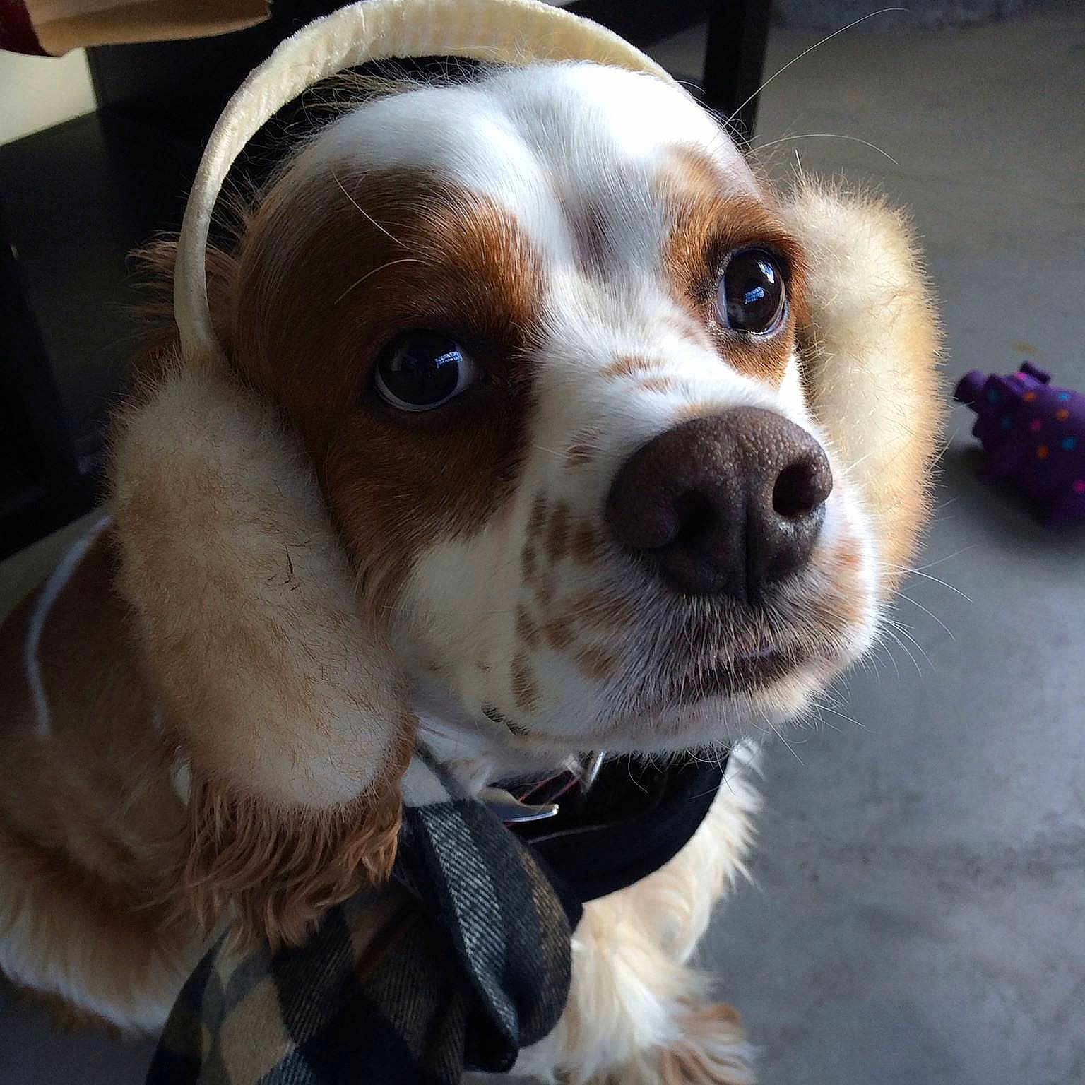 Mister Darcy is registered to the contest to win money with this photo: