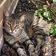 Lily is registered to the contest to win money with this photo: cat, tabby, animal, pet, outdoor, garden, plants, mulch, brick_wall, sunlight, relaxed, feline, whiskers, green_eyes, leaves, nature, resting, closeup, mammal, cute