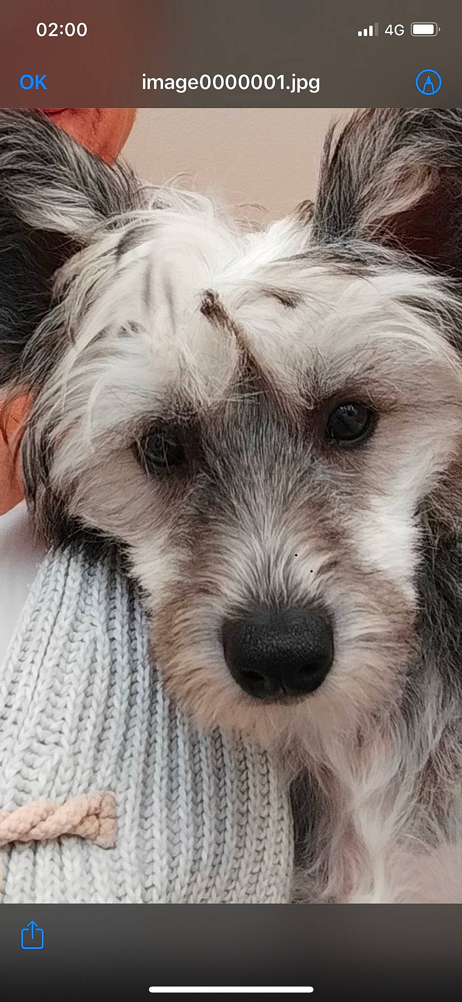 Grizou participe au concours pour gagner de l'argent avec cette photo : biewer_terrier, canidae, carnivore, companion_dog, dog, dog_breed, dog_supply, fur, monochrome, monochrome_photography, non_sporting_group, small_terrier, snout, sporting_group, terrier, toy_dog, whiskers, working_animal