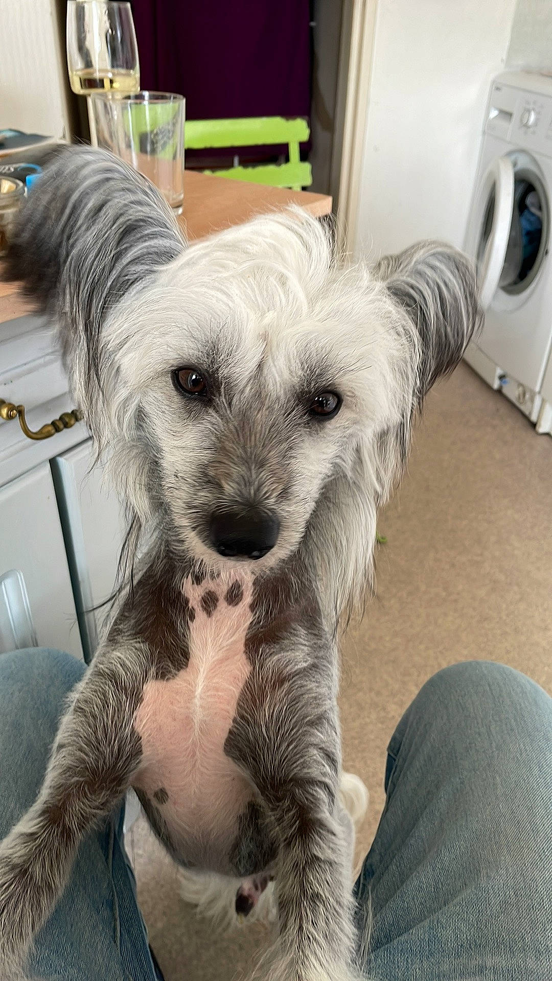 Grizou a rejoint le concours — aidez-le/la à gagner de superbes lots ! carnivore, chinese_crested_dog, clothes_dryer, companion_dog, dog, dog_breed, ear, eye, fawn, fur, home_appliance, kitchen_appliance, laundry_room, plant, snout, terrestrial_animal, toy_dog, washing_machine, whiskers, working_animal