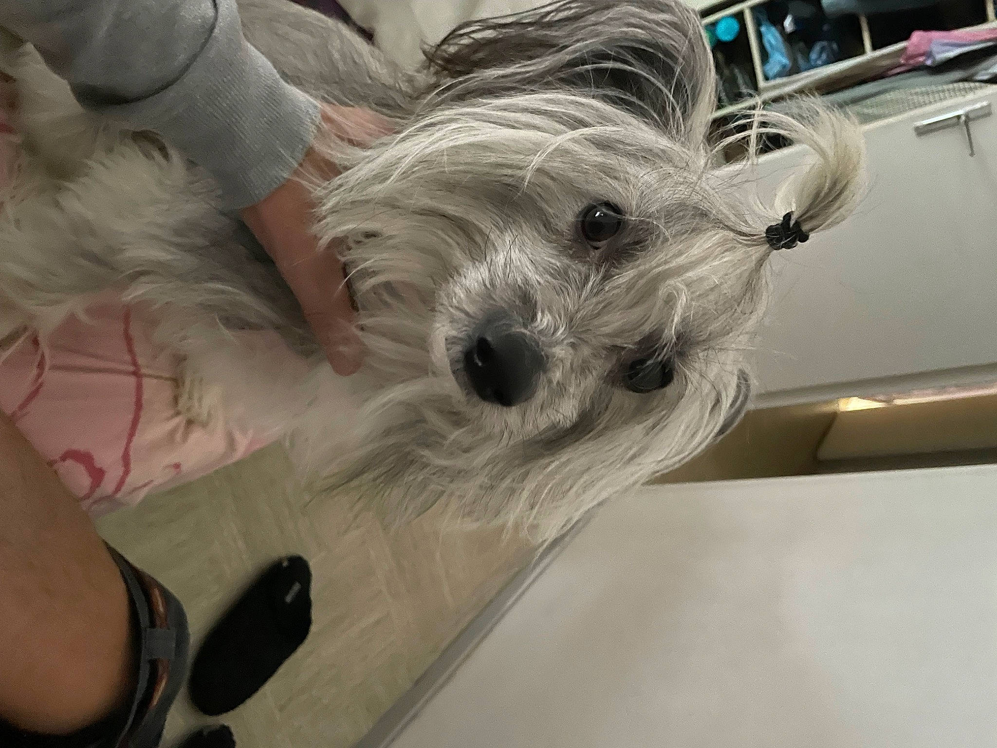 Grizou participe au concours pour gagner de l'argent avec cette photo : canidae, carnivore, comfort, companion_dog, dog, dog_breed, fur, maltepoo, non_sporting_group, puppy, puppy_love, sitting, small_terrier, snout, sporting_group, terrier, toy_dog, working_animal