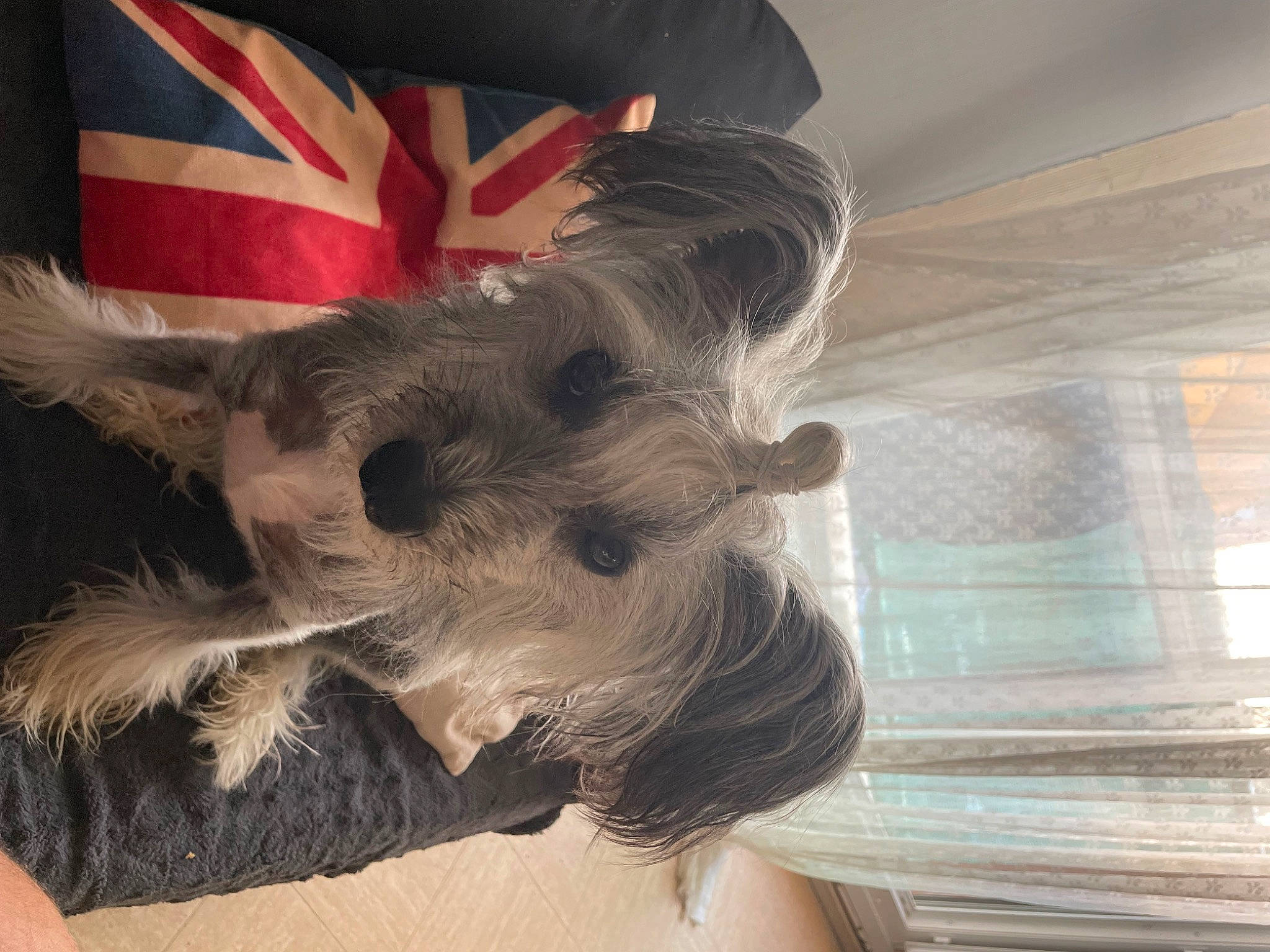 Grizou a rejoint le concours — aidez-le/la à gagner de superbes lots ! canidae, carnivore, companion_dog, dog, dog_breed, dog_clothes, dog_supply, fawn, felidae, fur, paw, selfie, small_terrier, snout, sporting_group, tail, terrier, toy_dog, whiskers, working_animal